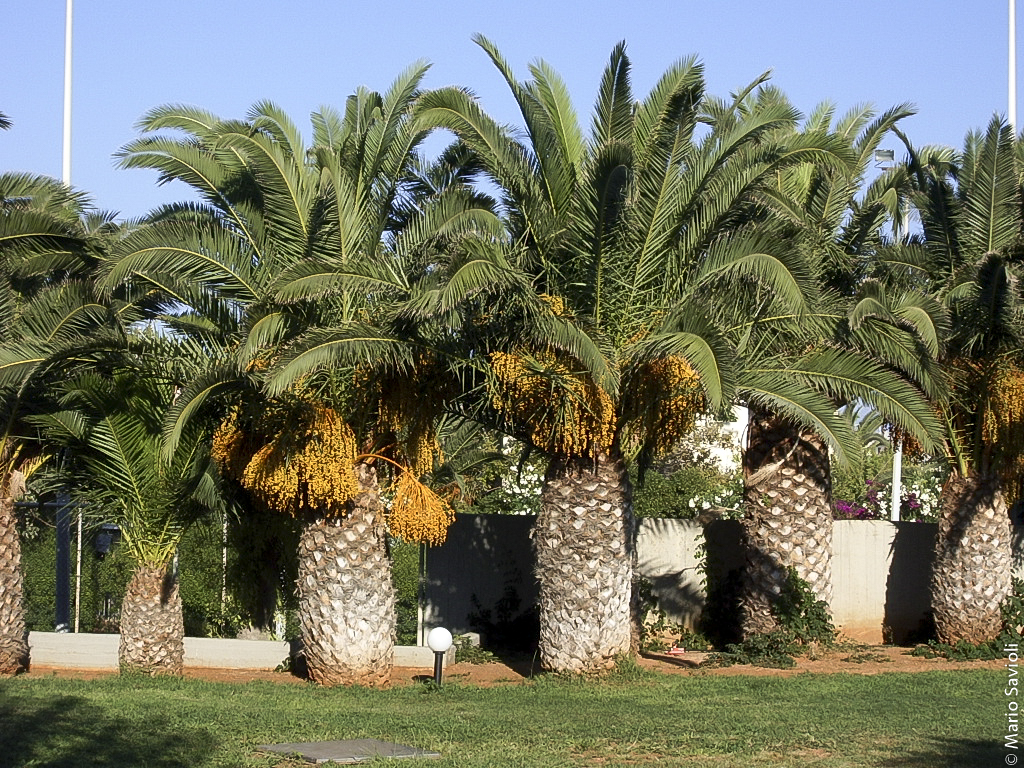 Creta - Le palme