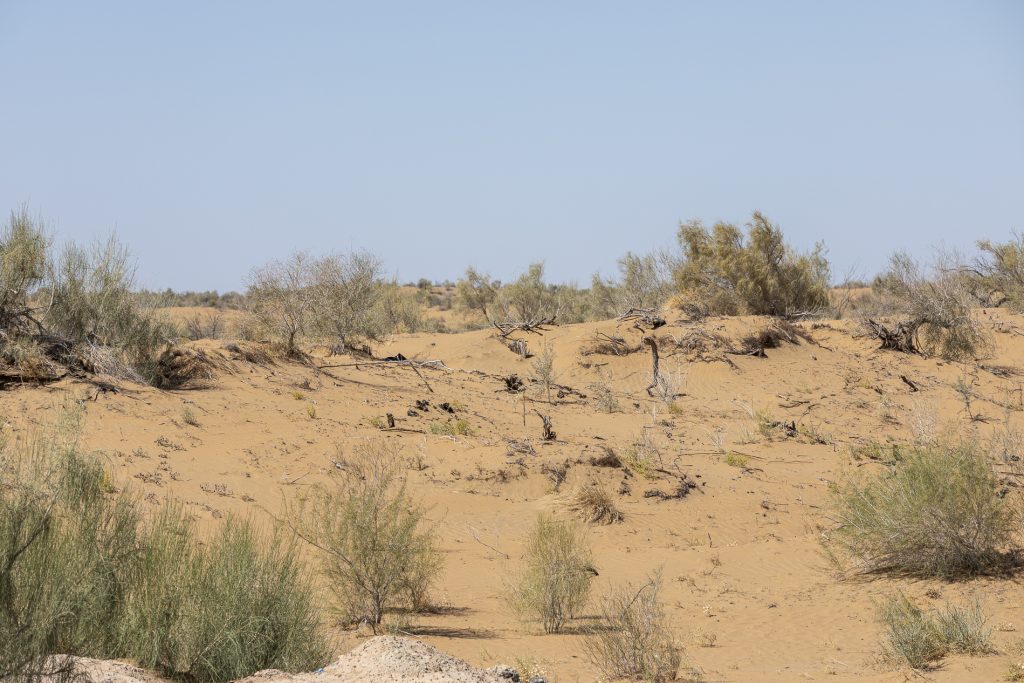 Deserto rosso Kyzilkum